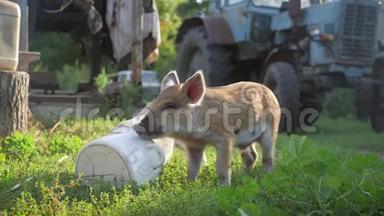 动物农场里有趣可爱的小猪。 小猪窝。 可爱的宠物。